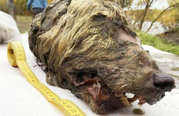 El increíble hallazgo de una cabeza de lobo gigante de 40.000 años: tiene el cerebro intacto - C9N