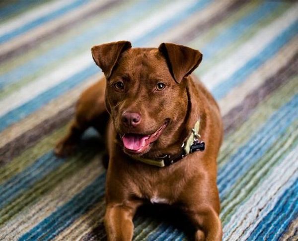 El sorprendente caso en el que su perro disparó a su dueño
