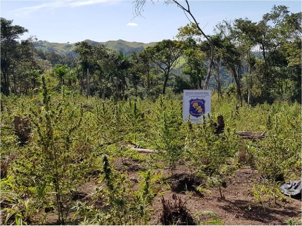 Destruyen más de 2.000 kilos de marihuana en Concepción