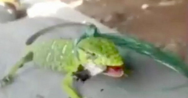 Más animales que los animales