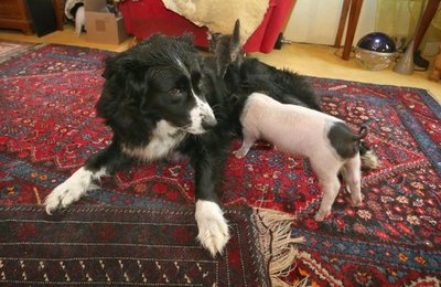 Una perra da de mamar a un lechón - Mascotas - ABC Color
