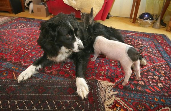 Una perra da de mamar a un lechón - Mascotas - ABC Color