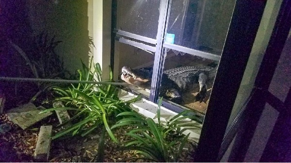 Visita inesperada: Encontró un cocodrilo en su cocina | Noticias Paraguay