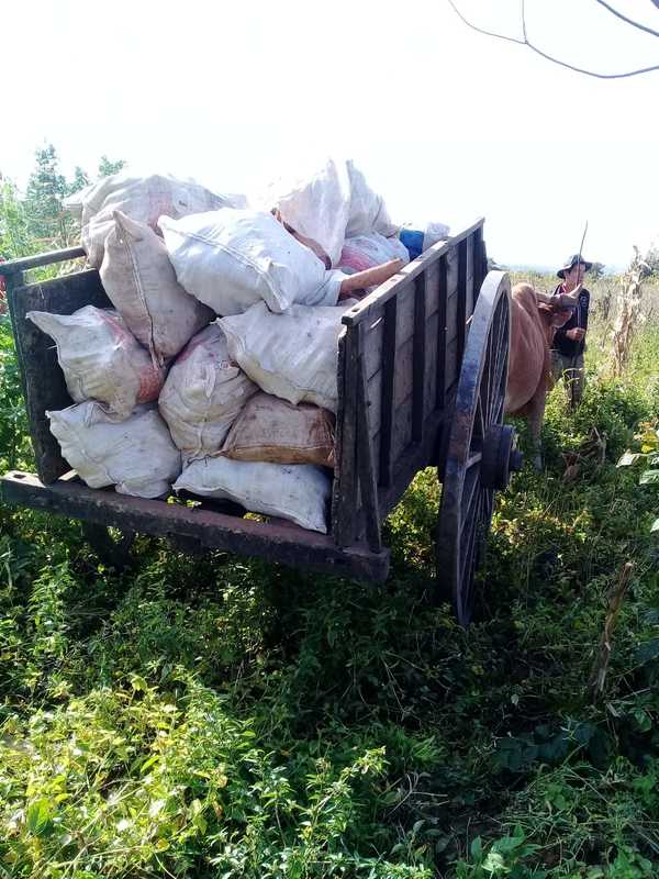 Productores logran comercializan 50.000 kilos de mandioca en San Juan Nepomuceno - ADN Paraguayo