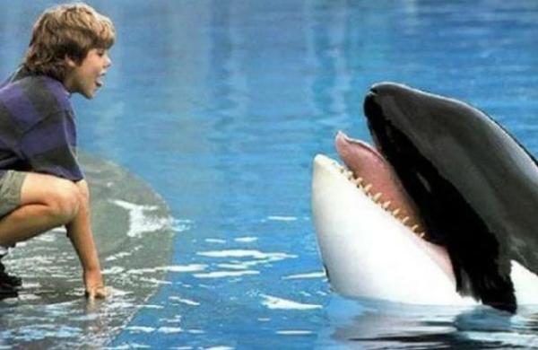 Canadá aprueba ley 'Liberen a Willy' que prohíbe el cautiverio de ballenas y delfines - C9N