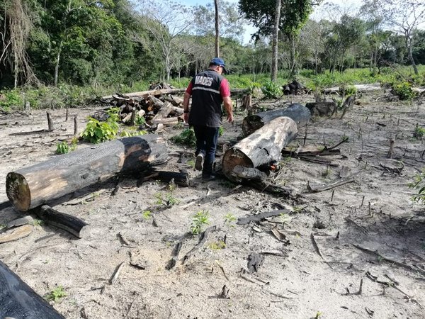 Propiedad fue intervenida por desmonte de un área boscosa nativa - ADN Paraguayo