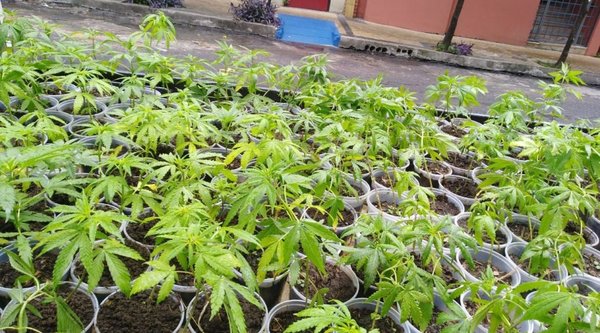 Mamá Cultiva regalará kits para sembrar marihuana - Nacionales - ABC Color