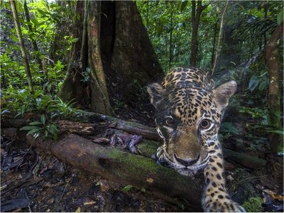 Capturan imágenes de alta resolución de jaguares cerca del Amazonas