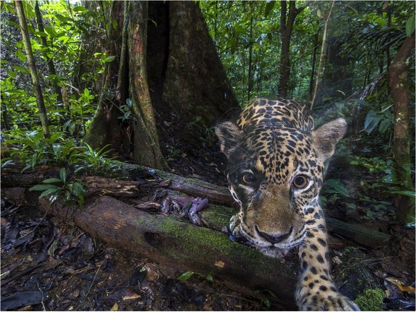 Capturan imágenes de alta resolución de jaguares cerca del Amazonas