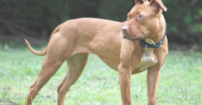 Pitbull sueltos en la calle son el temor de los padres