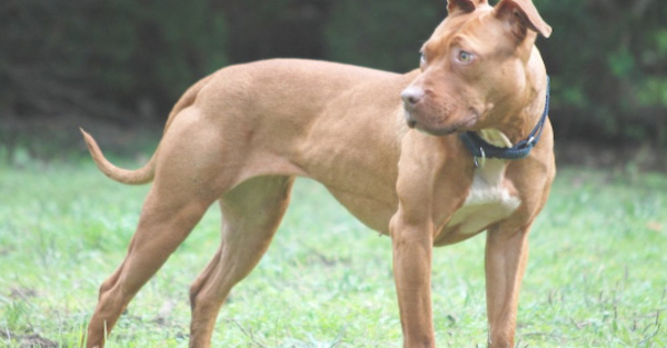 Pitbull sueltos en la calle son el temor de los padres