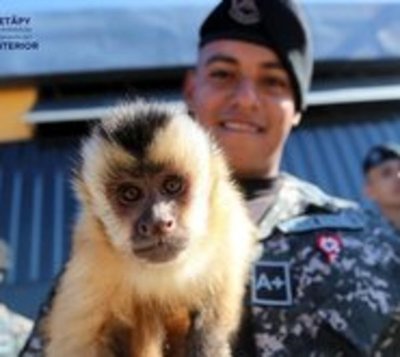 Grupo Lince obtuvo permiso para tener a un mono como mascota - Paraguay.com