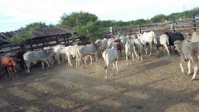 Pese a encontrar animales robados, fiscal no imputó a nadie - Nacionales - ABC Color