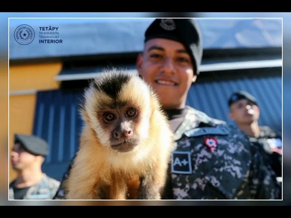 LINCES PRESENTARÁN A SU MONO MASCOTA