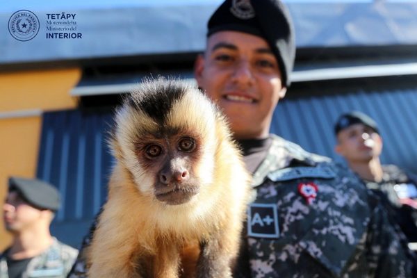 Linces ya tienen permiso para tener a mono como mascota | Noticias Paraguay