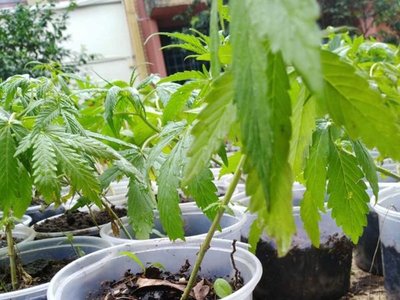 Todo tipo de marihuana es medicinal, afirman