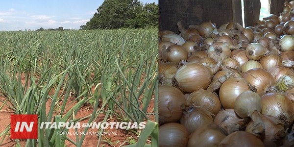 TRP: PRODUCCIÓN DE CEBOLLA TIENDE A CONVERTIRSE EN EXCELENTE RUBRO DE RENTA