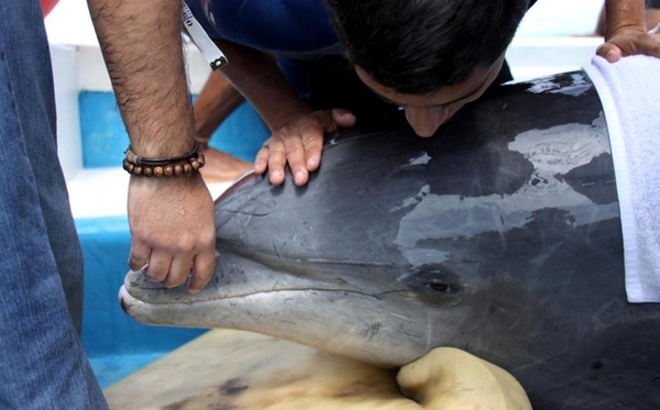 EEUU investiga causas de muertes de más de 270 delfines en Golfo de México | .::Agencia IP::.
