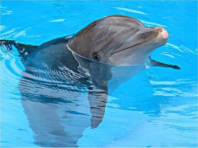 Investigan muerte de casi 280 delfines en Golfo de México
