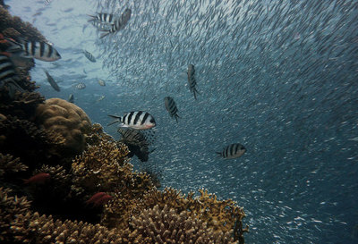 Fish Will Start Losing Sense of Smell as Carbon Dioxide Levels Rise, Study Finds - Radio Positiva