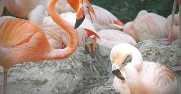 Flamencos gay tienen un bebé
