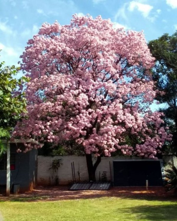 Lapachos rosados adornan la ciudad con vibrantes colores - Edicion Impresa - ABC Color