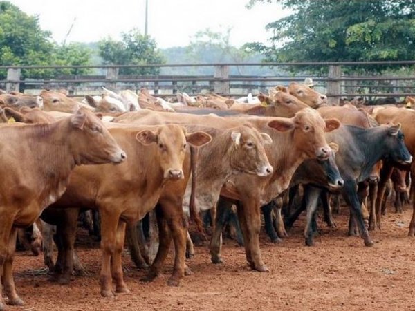 Uruguay próximo a importar ganado en pie de Brasil