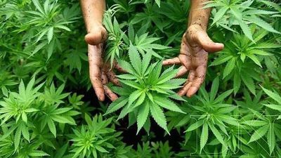 SENAD aclara que marihuana paraguaya no puede ser de uso medicinal