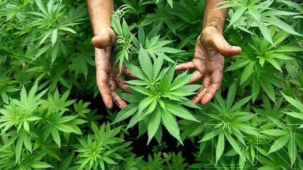 SENAD aclara que marihuana paraguaya no puede ser de uso medicinal