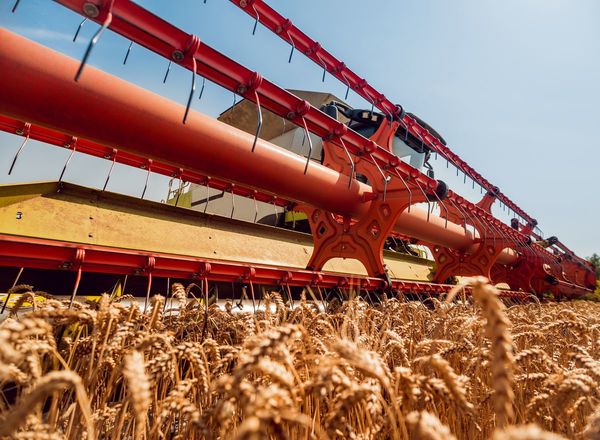 El clima cálido puede tener efectos negativos en el trigo