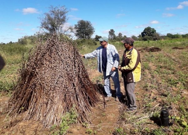 Indígenas producen sésamo en el Chaco - Edicion Impresa - ABC Color