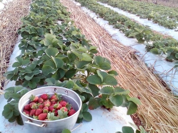 Comenzó la cosecha de frutilla en Nueva Alborada - Nacionales - ABC Color