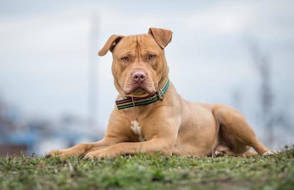 Pitbull salva a bebé de incendio tras arrastrarlo del pañal