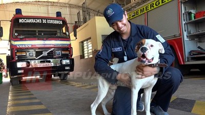 LA NUEVA MASCOTA DE LOS BOMBEROS ENCARNACIÓN ES UN BÓXER DE 10 MESES.