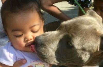 La hazaña de un pitbull que salvó a un bebé de un incendio: la arrastró del pañal - C9N