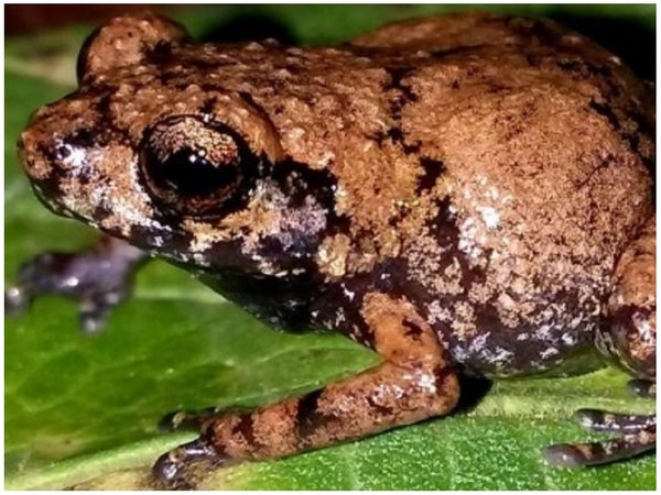 Descubren una nueva especie de diminuta rana en Costa Rica