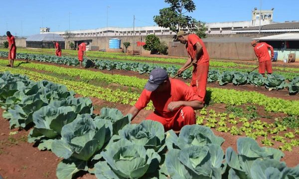 Propondrán ley que obligue a presos a producir sus alimentos