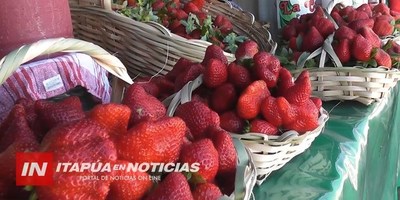 TRP: PROMUEVEN PRODUCCIÓN DE FRUTILLA COMO ALTERNATIVA DE RENTA.