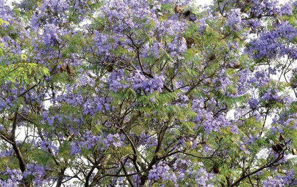 Oñemitÿ jacarandá costanera encarnacena-pe - Especiales - ABC Color