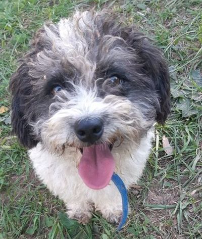 Abandonan perros en deplorable estado - Mascotas - ABC Color