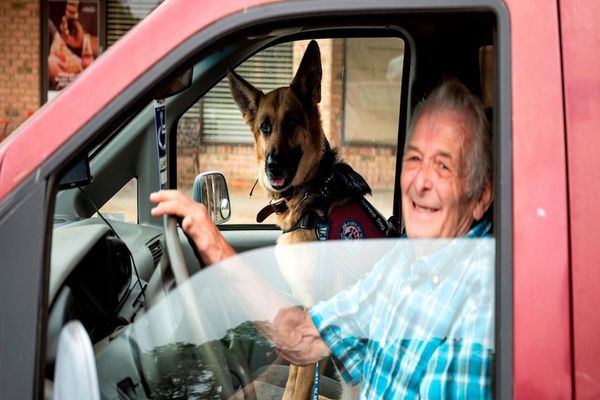 Cuando los perros son los terapeutas de los veteranos
