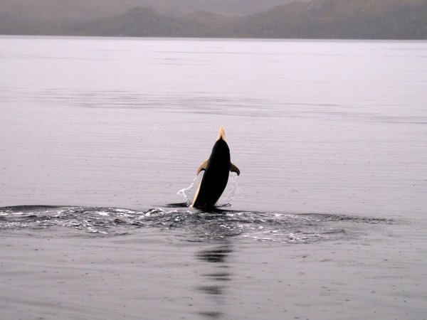 Avistan delfines lisos por primera vez en el estrecho de Magallanes