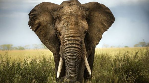 Kenya saca a los políticos de sus monedas y en su lugar pone animales » Ñanduti