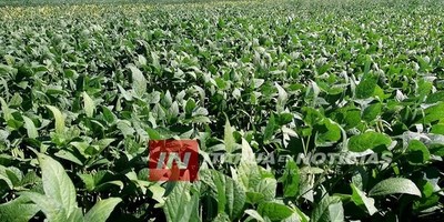 UNICOOP PRODUCE SU PROPIA LÍNEA DE PRODUCTOS FITOSANITARIOS.