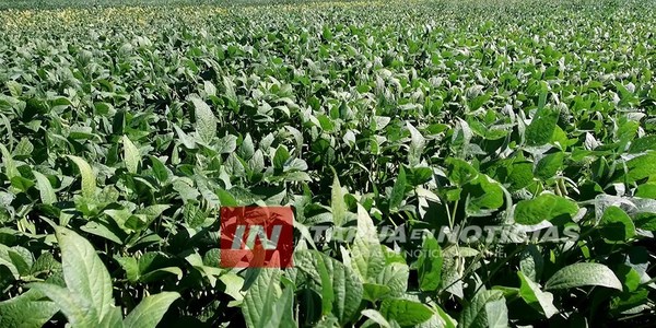 UNICOOP PRODUCE SU PROPIA LÍNEA DE PRODUCTOS FITOSANITARIOS.