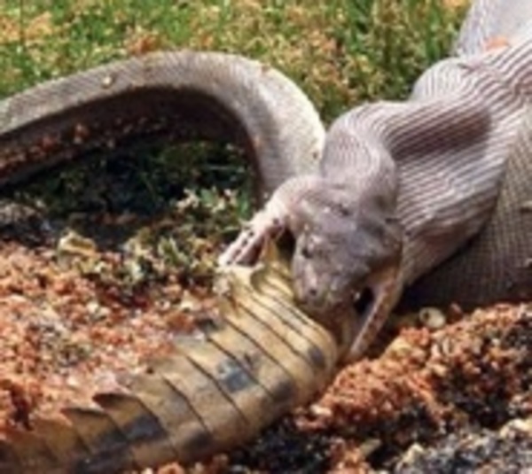 Impresionantes imágenes de una pitón devorando a un cocodrilo - Paraguay.com