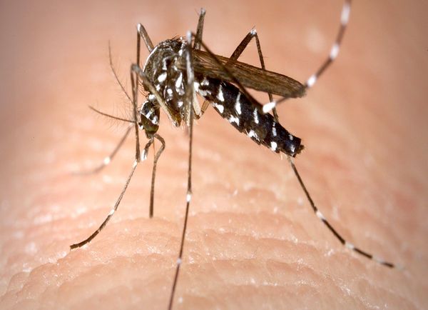 Registran menos casos de dengue a nivel país