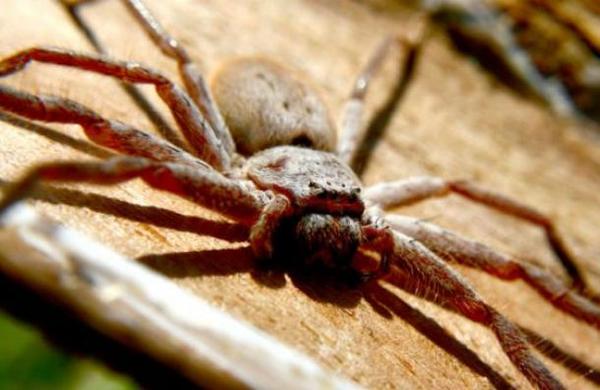 La impresionante imagen de una araña cangrejo devorando a una zarigüeya - C9N