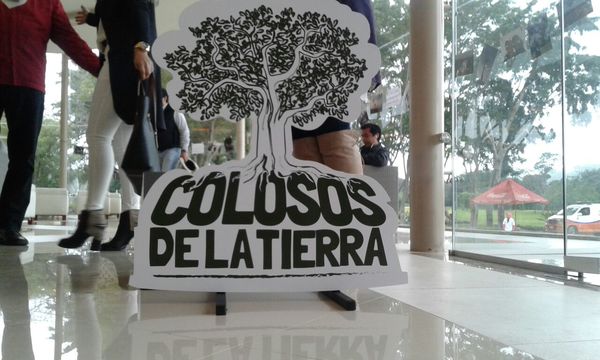 Hasta mañana podrás anotar a tu árbol para el concurso “Colosos de la Tierra” » Ñanduti