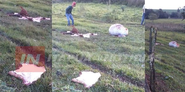 ABIGEOS FAENARON DOS ANIMALES VACUNOS EN OBLIGADO